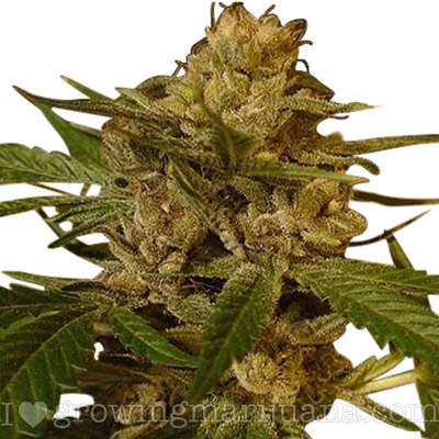 ilovegrowingmarijuana.com-green crack.jpg